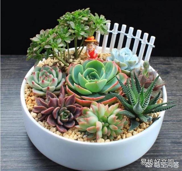 种植多肉,修根了,用多菌灵泡根了,需要晾干,能用风扇吹干种植吗?