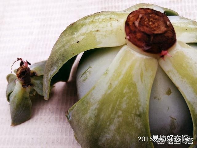 种植多肉,修根了,用多菌灵泡根了,需要晾干,能用风扇吹干种植吗?