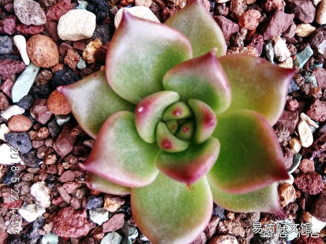 种植多肉,修根了,用多菌灵泡根了,需要晾干,能用风扇吹干种植吗?