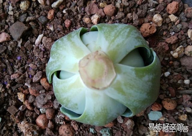 种植多肉,修根了,用多菌灵泡根了,需要晾干,能用风扇吹干种植吗?