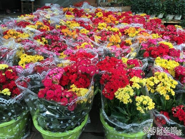 长寿花叶尖干枯是什么原因?怎么处理?