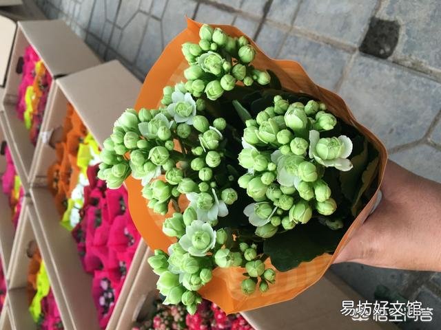 长寿花叶尖干枯是什么原因?怎么处理?