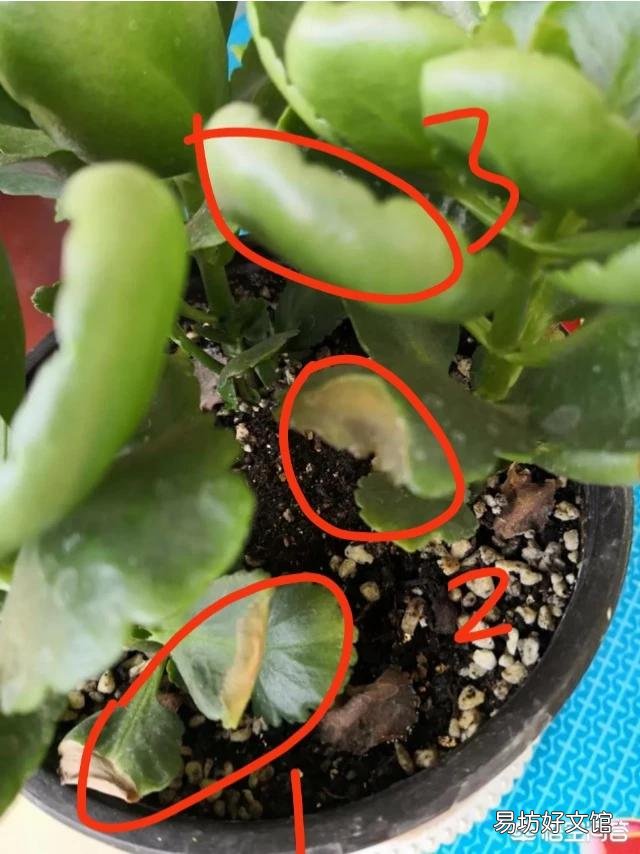 长寿花叶尖干枯是什么原因?怎么处理?