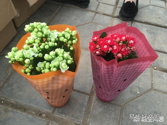 长寿花叶尖干枯是什么原因?怎么处理?