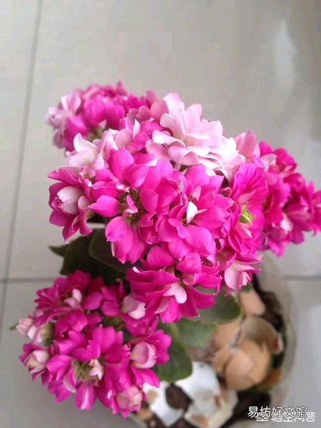 长寿花叶尖干枯是什么原因?怎么处理?