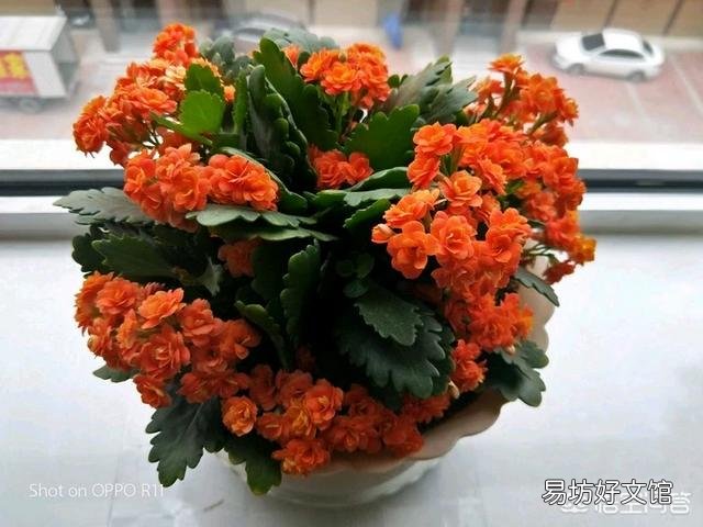 长寿花叶尖干枯是什么原因?怎么处理?