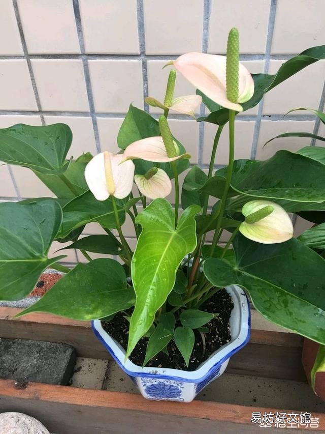 土培的粉掌如何转成水培?