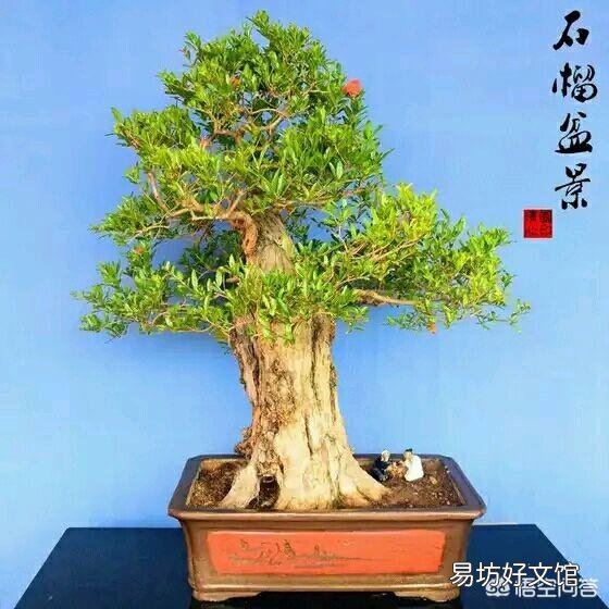 盆栽石榴树应该怎么养？