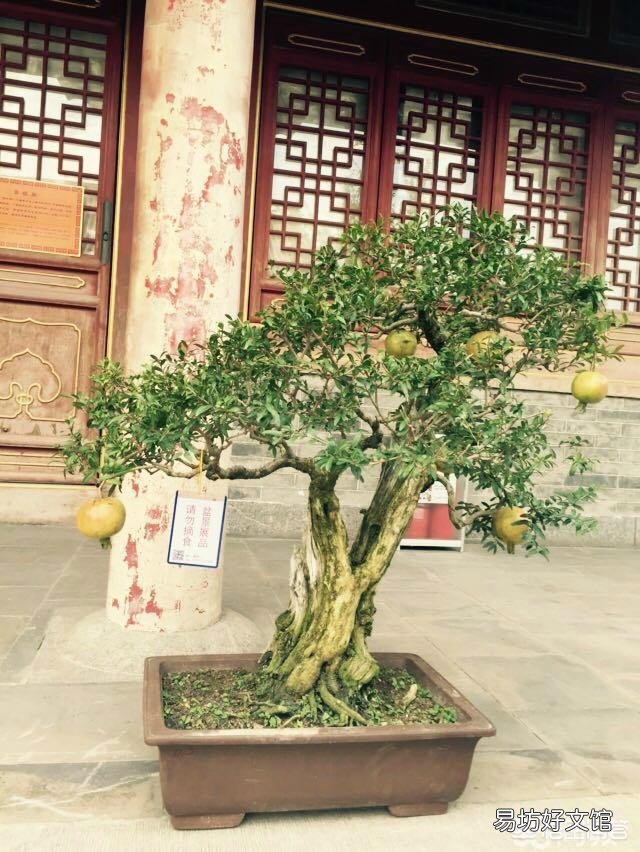 盆栽石榴树应该怎么养？