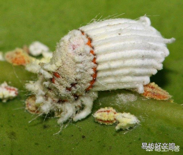 盆栽石榴树应该怎么养？