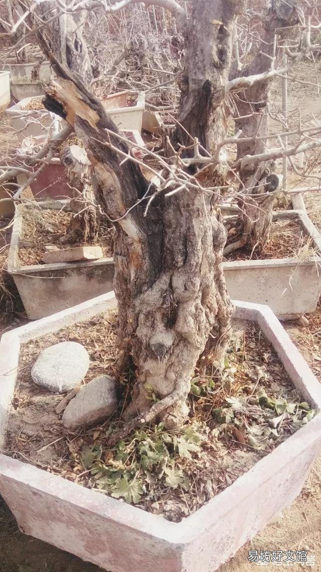 盆栽石榴树应该怎么养？