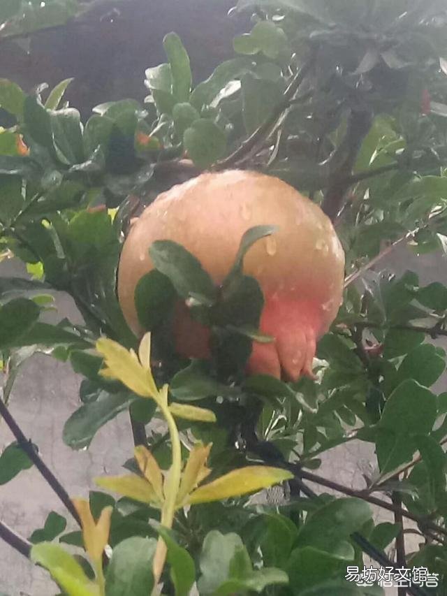 盆栽石榴树应该怎么养？