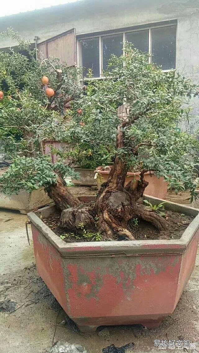 盆栽石榴树应该怎么养？