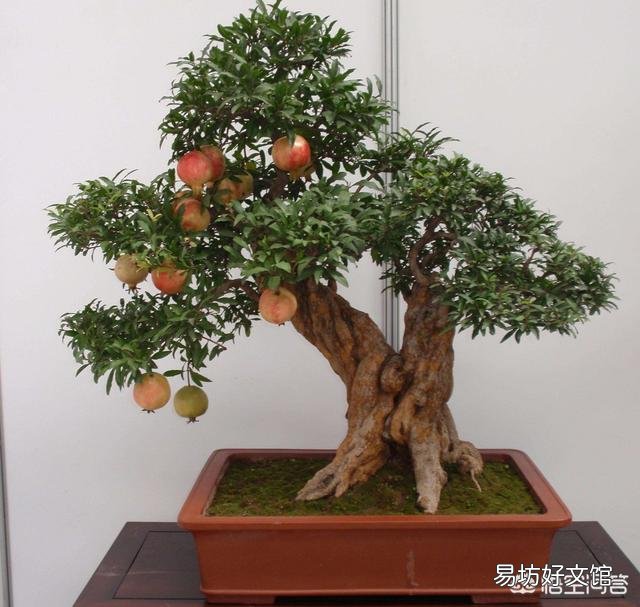 盆栽石榴树应该怎么养？