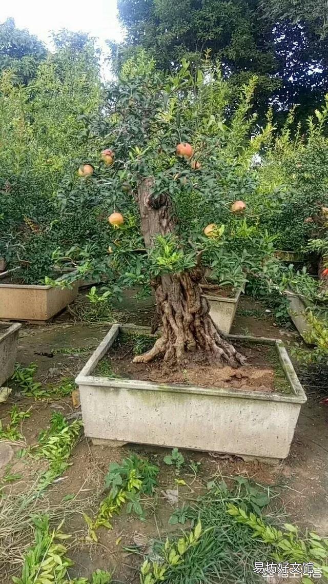 盆栽石榴树应该怎么养？