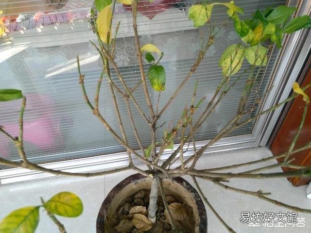 栀子花的叶子掉完了,只有根或杆子,能养活吗?有哪些建议?
