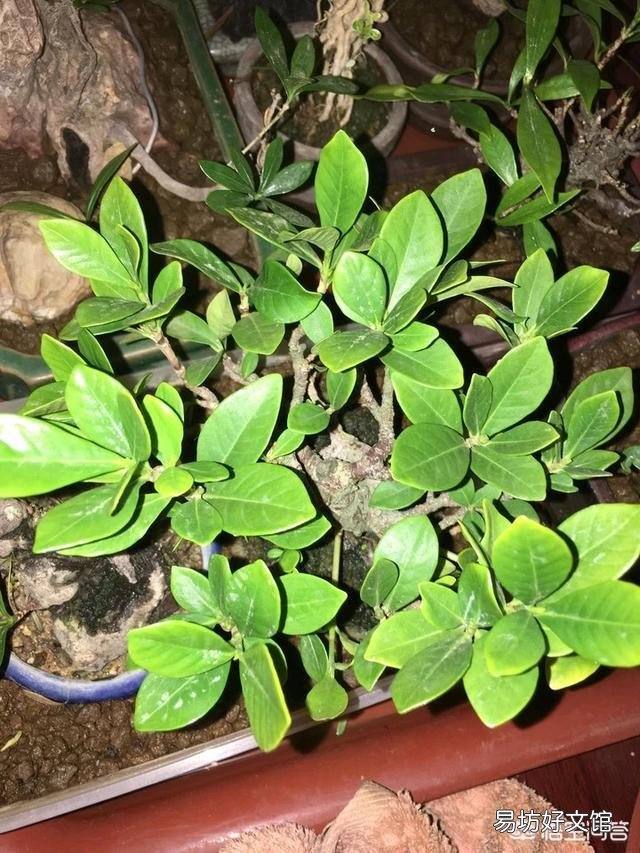 栀子花的叶子掉完了,只有根或杆子,能养活吗?有哪些建议?