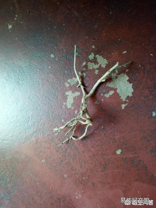 栀子花的叶子掉完了,只有根或杆子,能养活吗?有哪些建议?