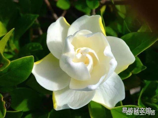 栀子花的叶子掉完了,只有根或杆子,能养活吗?有哪些建议?