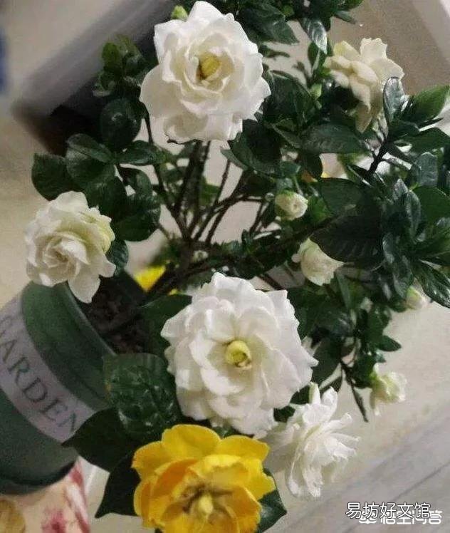 栀子花的叶子掉完了,只有根或杆子,能养活吗?有哪些建议?