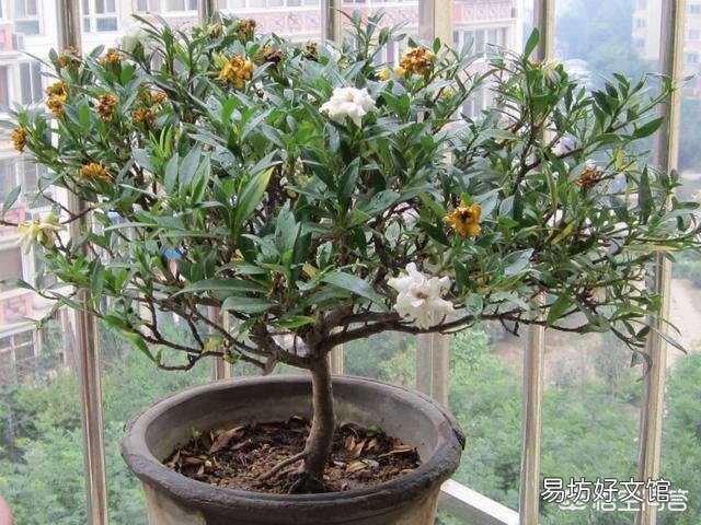 栀子花的叶子掉完了,只有根或杆子,能养活吗?有哪些建议?