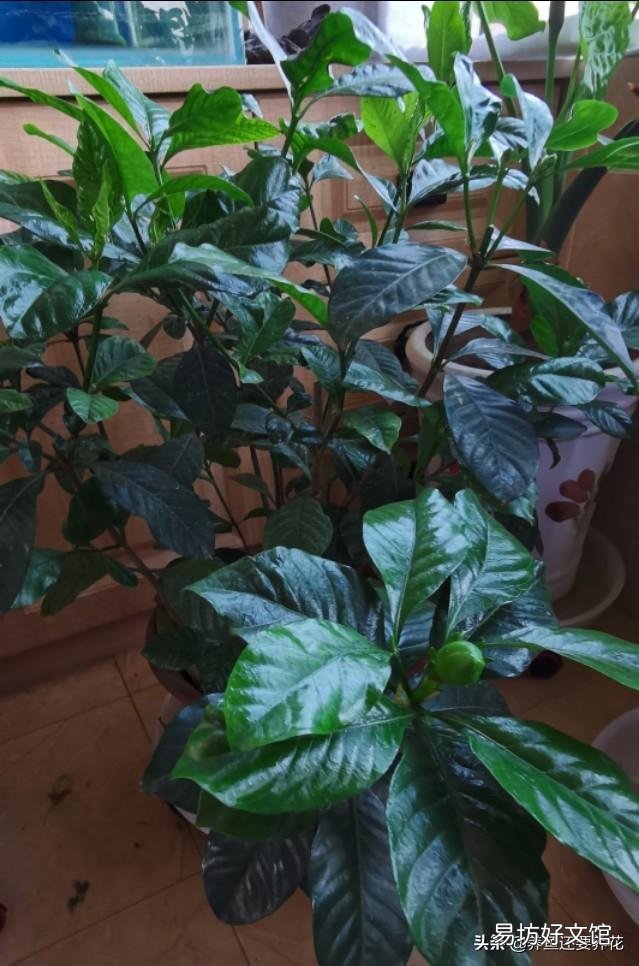 栀子花的叶子掉完了,只有根或杆子,能养活吗?有哪些建议?
