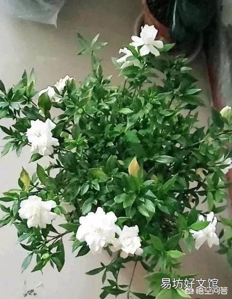 栀子花的叶子掉完了,只有根或杆子,能养活吗?有哪些建议?