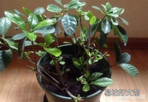 栀子花的叶子掉完了,只有根或杆子,能养活吗?有哪些建议?
