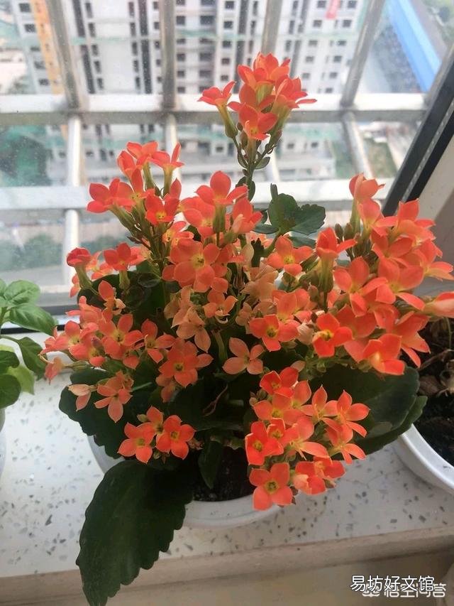 长寿花叶片发白是怎么回事?应该怎么办?