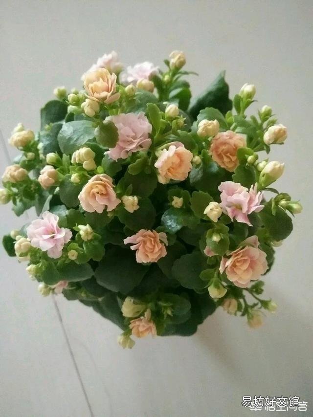 长寿花叶片发白是怎么回事?应该怎么办?