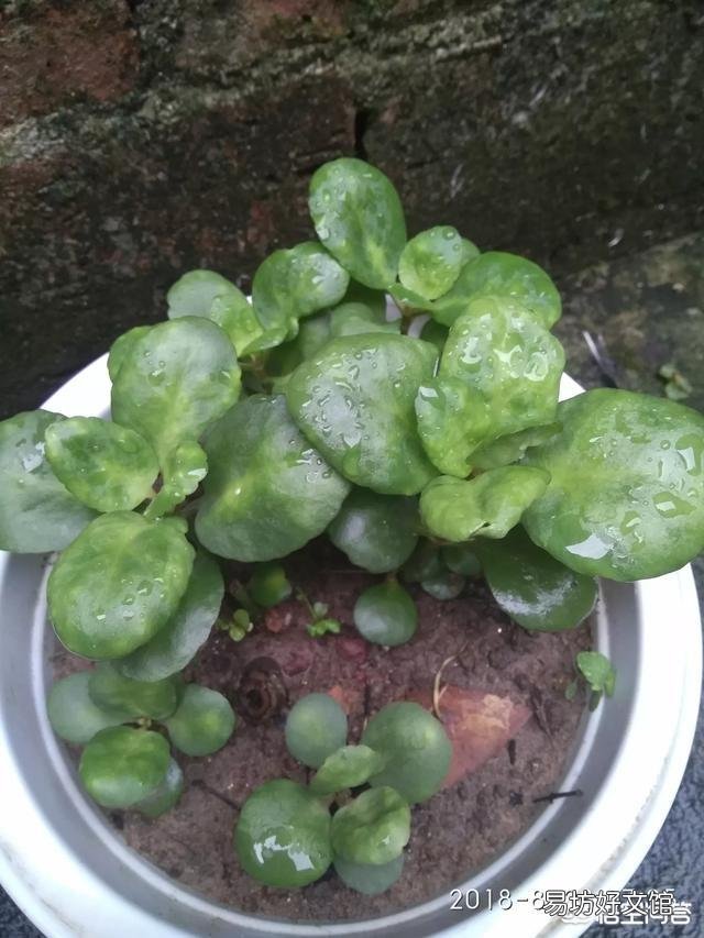 长寿花叶片发白是怎么回事?应该怎么办?