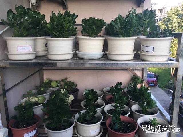 长寿花叶片发白是怎么回事?应该怎么办?
