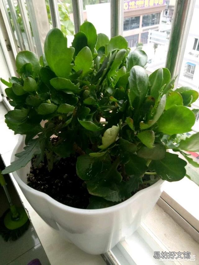 长寿花叶片发白是怎么回事?应该怎么办?
