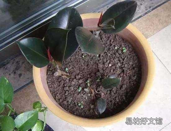 橡皮树用叶子能扦插长出树干吗?