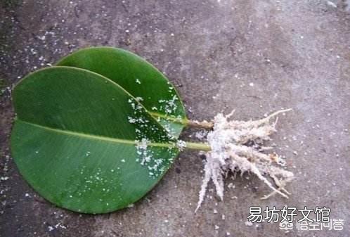 橡皮树用叶子能扦插长出树干吗?