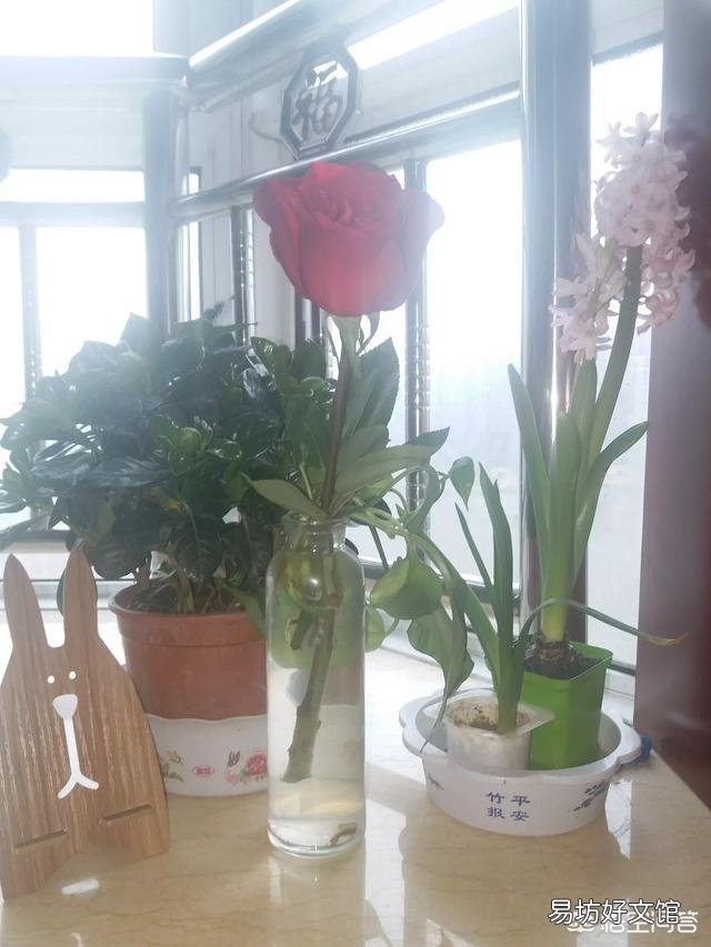 橡皮树用叶子能扦插长出树干吗?