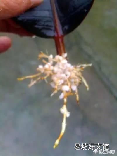 橡皮树用叶子能扦插长出树干吗?