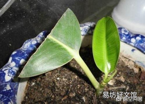 橡皮树用叶子能扦插长出树干吗?