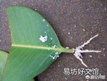 橡皮树用叶子能扦插长出树干吗?