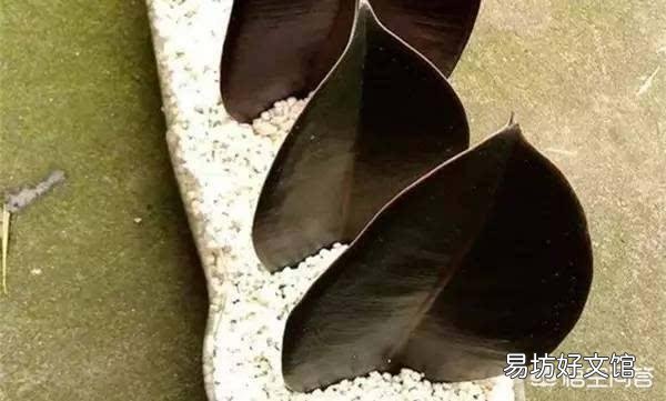 橡皮树用叶子能扦插长出树干吗?