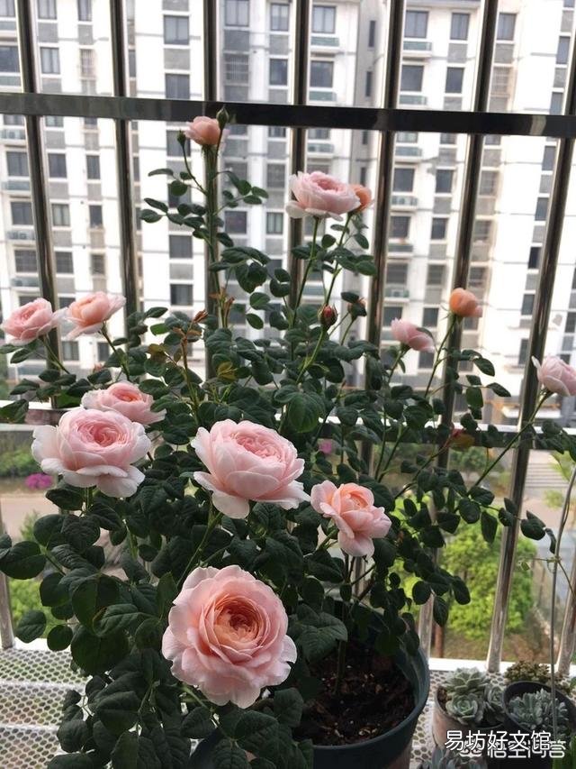 月季已经有几个小花苞了,能不能施磷酸二氢钾?会有什么影响吗?