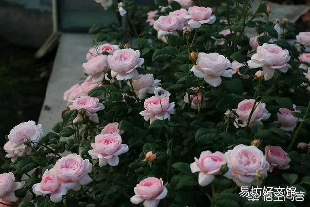月季已经有几个小花苞了,能不能施磷酸二氢钾?会有什么影响吗?