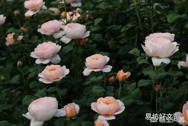 月季已经有几个小花苞了,能不能施磷酸二氢钾?会有什么影响吗?