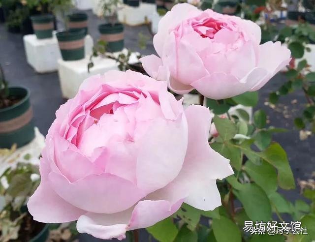 月季已经有几个小花苞了,能不能施磷酸二氢钾?会有什么影响吗?