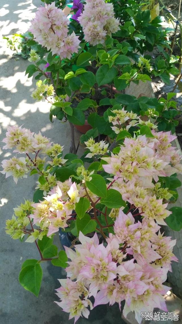 养的三角梅有三年多就开过一朵花,该怎么养更好?