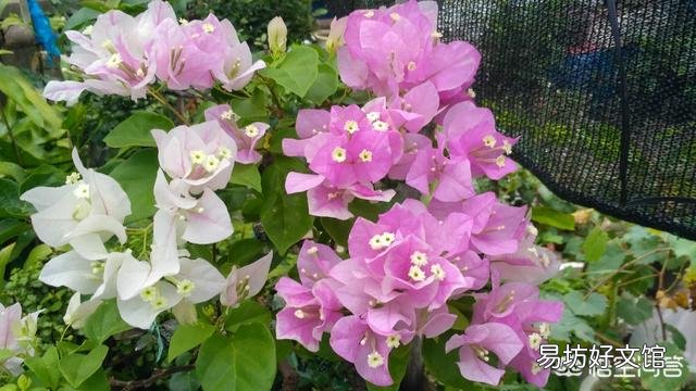 养的三角梅有三年多就开过一朵花,该怎么养更好?