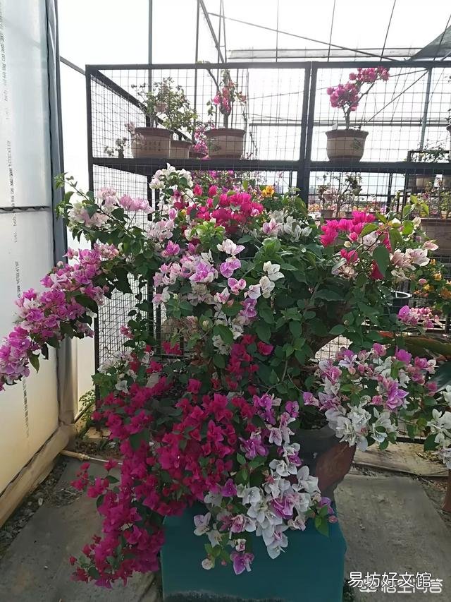 养的三角梅有三年多就开过一朵花,该怎么养更好?