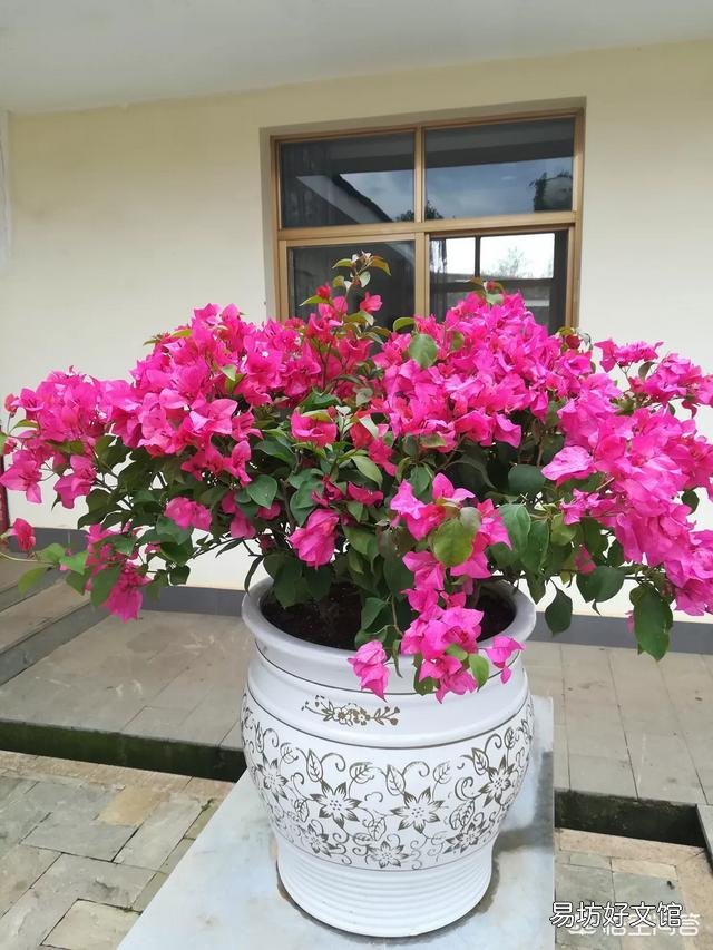 养的三角梅有三年多就开过一朵花,该怎么养更好?