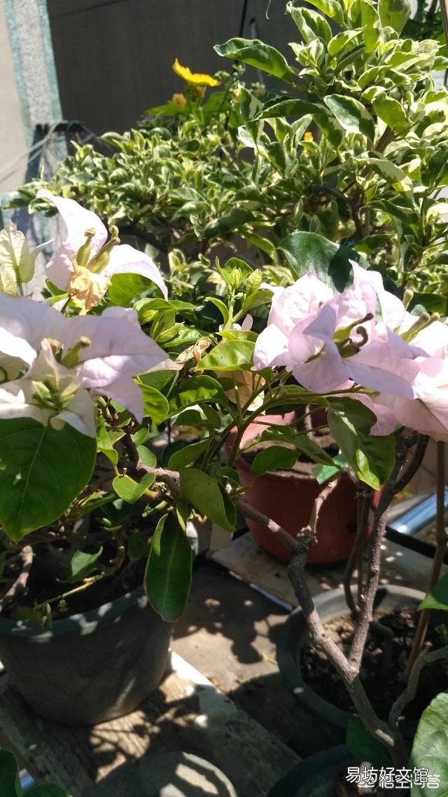 养的三角梅有三年多就开过一朵花,该怎么养更好?