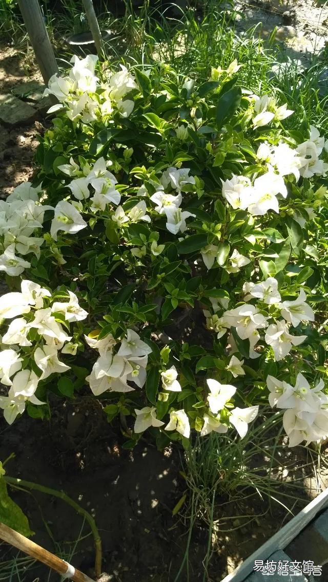 养的三角梅有三年多就开过一朵花,该怎么养更好?